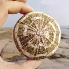 2 sztuki naturalnej muszli konchowej, zielonej muszli galasowej, pustej doniczki z jeżowcem, doniczki z sukulentem, kreatywnej muszli z abażurem, dekoracyjnej ozdoby