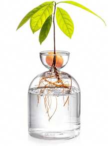 1Set Avocado Tree Growing Kits Hydroponic Seed Holder Nursery Container Set For Outdoor Indoor Planting Gifts Birthday Graduation - Clear - View 12