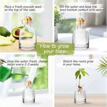 1Set Avocado Tree Growing Kits Hydroponic Seed Holder Nursery Container Set For Outdoor Indoor Planting Gifts Birthday Graduation - Clear - View 10