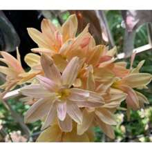 Seeds 2 Rain Lily B-Ulbs TW91030-480 - Variant1 - View 2