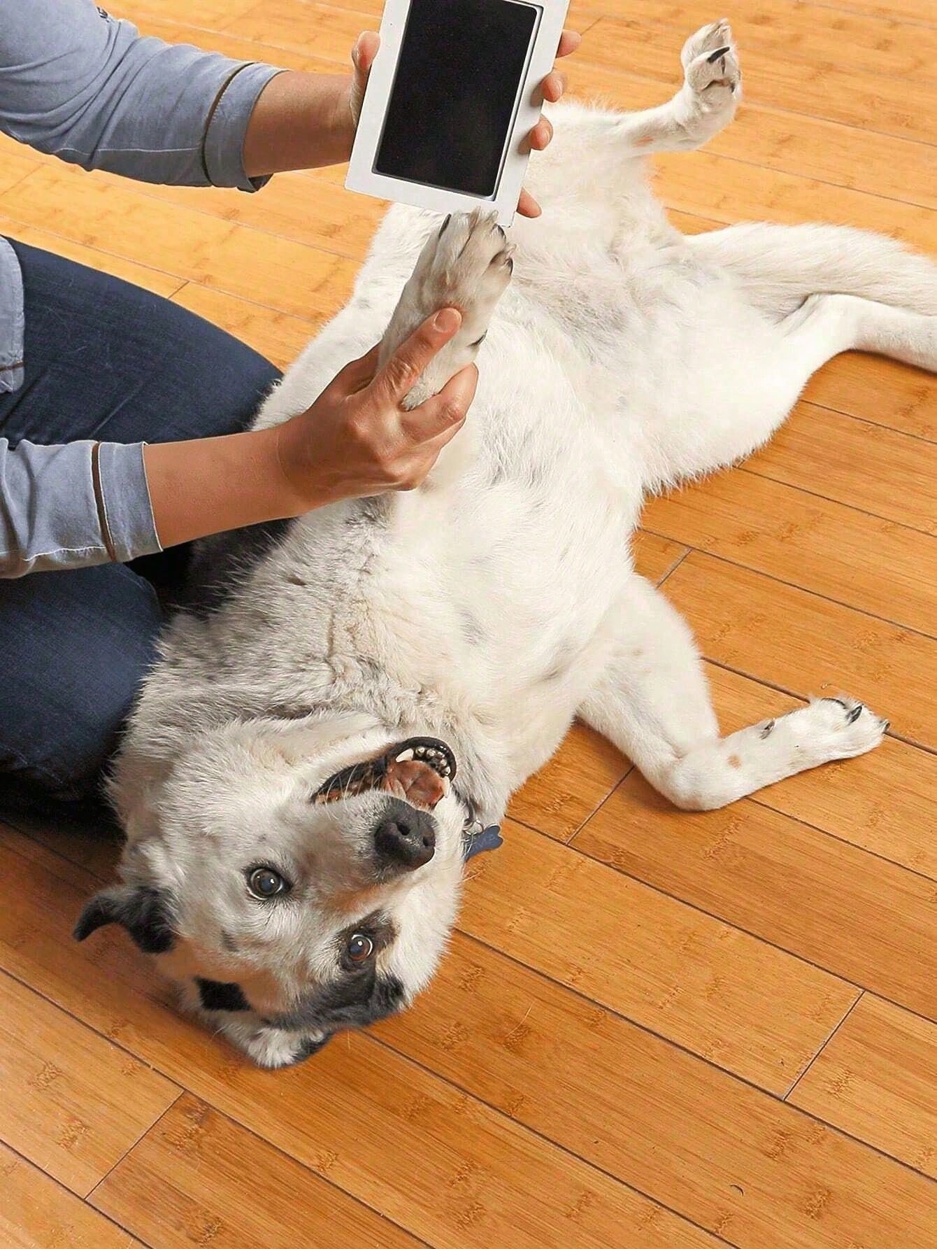 2025 New Non Contact Print Pad With Pet Paw Print Kit Petfootprint 2025-new-non-contact-print-pad-with-pet-paw-print-kit-petfootprint