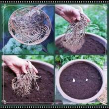 Rare Meyer Lemon Seeds For Planting Bonsai - Non-GMO Heirloom Lemon Tree Seeds Planting For Home Garden - 30pcs - View 9