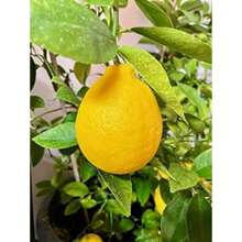 Rare Meyer Lemon Seeds For Planting Bonsai - Non-GMO Heirloom Lemon Tree Seeds Planting For Home Garden - 30pcs - View 8