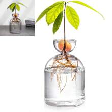 1Set Avocado Tree Growing Kits Hydroponic Seed Holder Nursery Container Set For Outdoor Indoor Planting Gifts Birthday Graduation - Clear - View 8