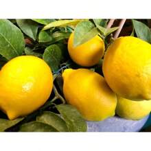 Rare Meyer Lemon Seeds For Planting Bonsai - Non-GMO Heirloom Lemon Tree Seeds Planting For Home Garden - 30pcs - View 6