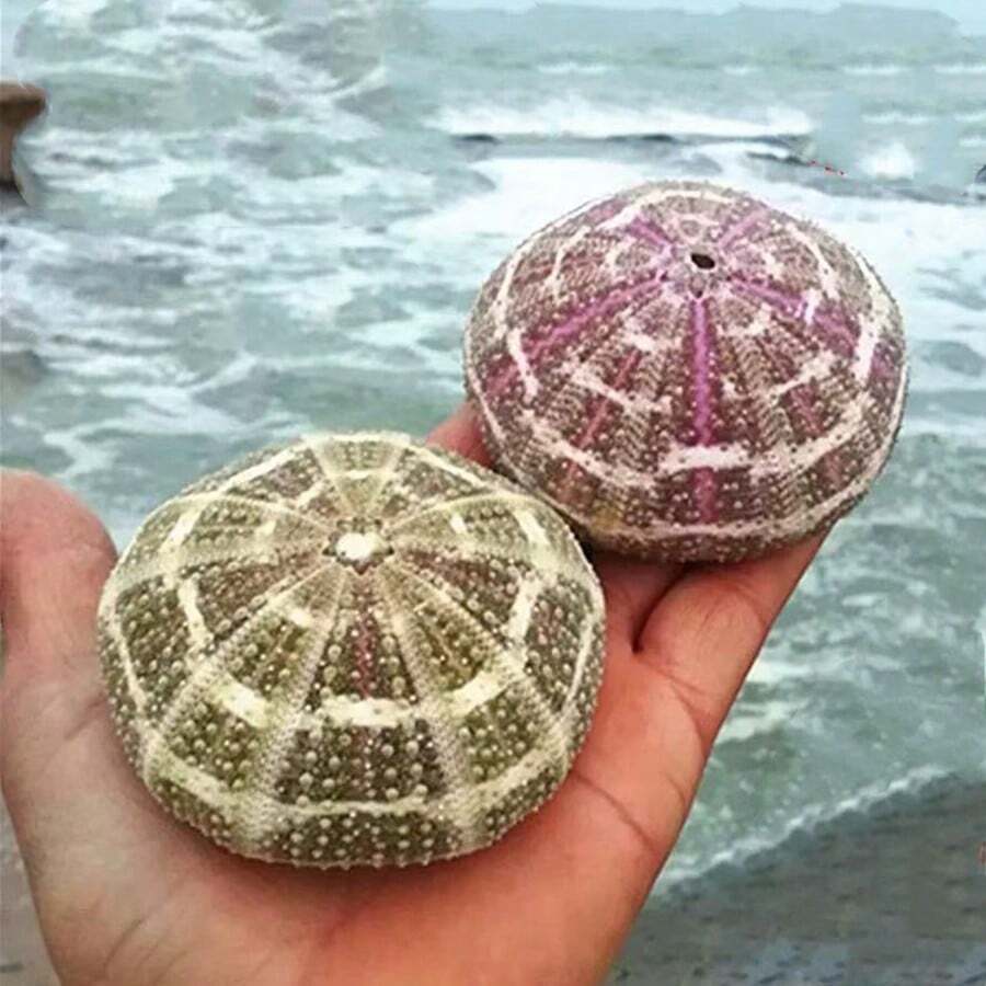 2 sztuki naturalnej muszli konchowej, zielonej muszli galasowej, pustej doniczki z jeżowcem, doniczki z sukulentem, kreatywnej muszli z abażurem, dekoracyjnej ozdoby