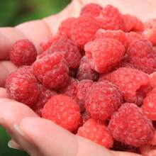 Heritage Raspberry Seeds For Planting - Raspberry Seeds - Bare Raspberry Seeds From Hand Picked Nursery - 50 - View 5