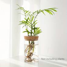 1pc Glass Vase For Hydroponics Desktop Decor, Suitable For Home, Plant Propagation Station, Living Room, Dining Table And Office Decoration - Clear - View 2