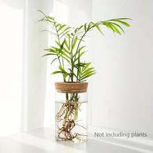 1pc Glass Vase For Hydroponics Desktop Decor, Suitable For Home, Plant Propagation Station, Living Room, Dining Table And Office Decoration - Clear - View 10