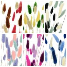 60 pièces de lagurus bohèmes séchés - parfaits pour les mariages, la décoration de style ferme et la décoration de la maison, avec accessoires pour la photographie, boîte cadeau, collier, broche, bougie, fleurs diffuseur