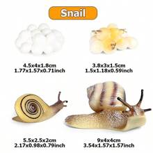 1 Set de Modelos del Ciclo de Vida de Animales de Plástico - Figuras de Simulación del Ciclo de Crecimiento de Animales como Mariposa, Mariquita, Pollo, Rana, Pez para decoración de escritorio y hogar - Multicolor - Ver 10