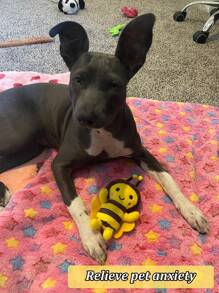 2 paquetes de juguetes para masticar para cachorros - Diseño lindo de abeja para cachorros en etapa de dentición y perros pequeños, masticables para limpieza dental para aliviar el aburrimiento y juego interactivo