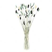 60 pièces de lagurus bohèmes séchés - parfaits pour les mariages, la décoration de style ferme et la décoration de la maison, avec accessoires pour la photographie, boîte cadeau, collier, broche, bougie, fleurs diffuseur