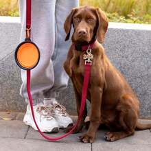 1 pièce Bol à nourriture pour animaux de compagnie portable : Bol pliable en TPR pour chats et chiens, bols à nourriture et à eau pour animaux de compagnie à suspendre pour le voyage à l'extérieur - Multicolore - Voir 9