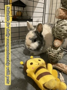 2 paquetes de juguetes para masticar para cachorros - Diseño lindo de abeja para cachorros en etapa de dentición y perros pequeños, masticables para limpieza dental para aliviar el aburrimiento y juego interactivo