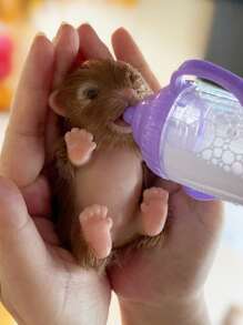 1 件 12 厘米硅胶小狗婴儿重生娃娃全身柔软硅胶玩具手工逼真重生动物娃娃，可爱迷你娃娃玩具，可作为礼物 - 彩色 - 查看 5