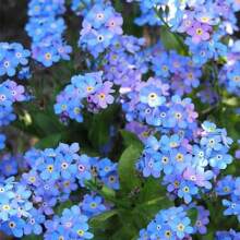 500pcs Forget Me Not Seeds -- 500 Seeds For Ground Cover For Tulips And Other 1 - 1Pack - View 4
