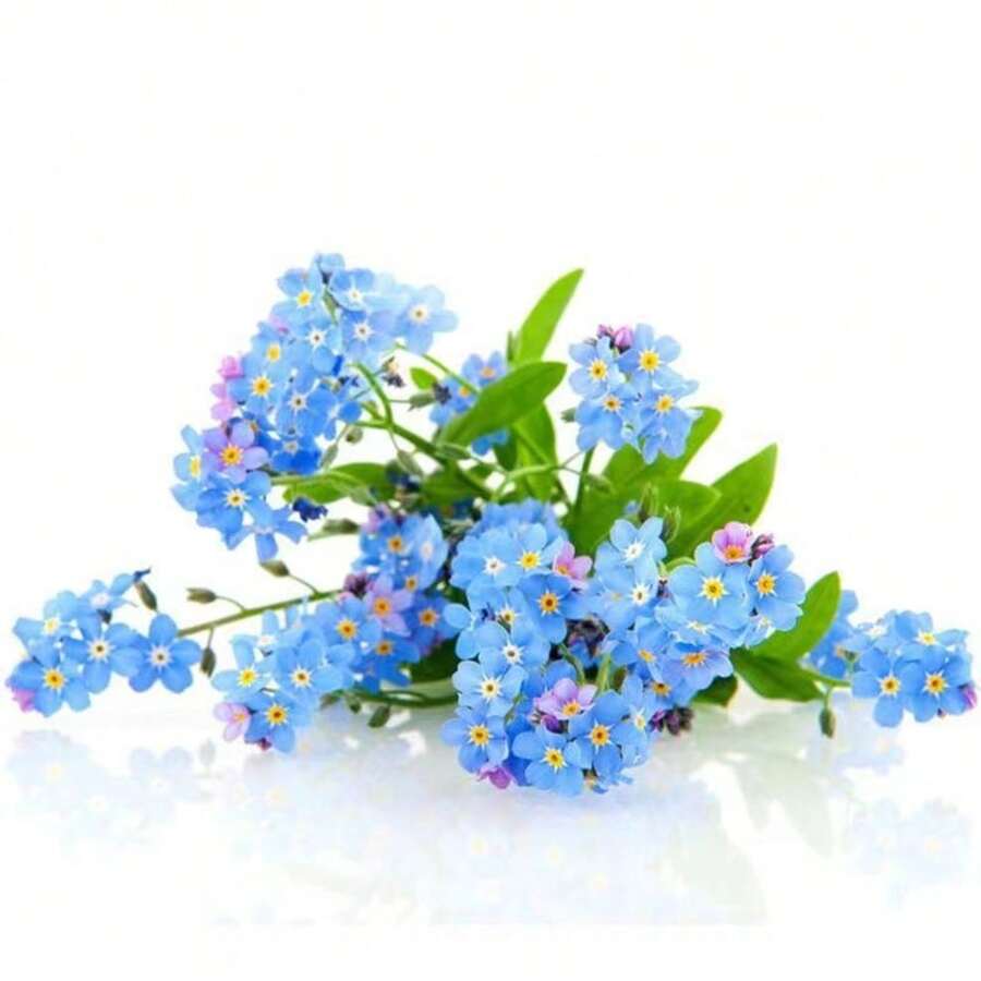 500pcs Forget Me Not Seeds -- 500 Seeds For Ground Cover For Tulips And Other 1 - 1Pack - View 1