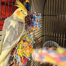 100g 碎纸，安全且适合收集玩具、沼泽虫巢、鸟巢垫、彩色金属