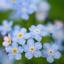 500pcs Forget Me Not Seeds -- 500 Seeds For Ground Cover For Tulips And Other 1 - 1Pack - View 2