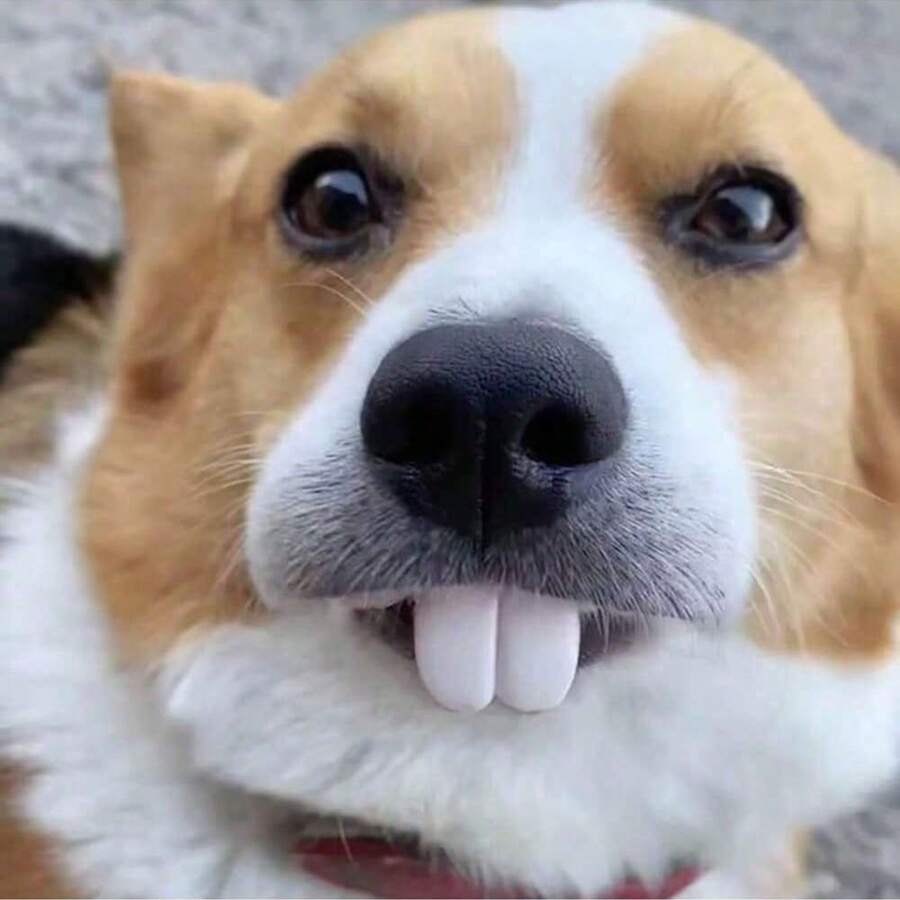 A Funny Dog Denture Rabbit Fangs Pet Accessory