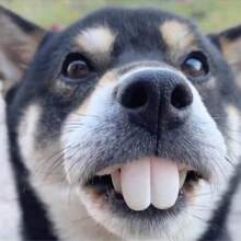 A Funny Dog Denture Rabbit Fangs Pet Accessory