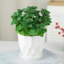 500pcs Edible Peppermint Mint Seeds Indoor And Outdoor Potted Spearmint Lemon-Catnip Seedling Seeds For Four Seasons - 1Pack - 查看 1