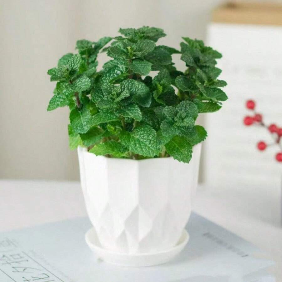 500pcs Edible Peppermint Mint Seeds Indoor And Outdoor Potted Spearmint Lemon-Catnip Seedling Seeds For Four Seasons - 1Pack - 查看 1
