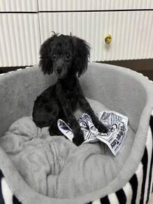 1 Piece Pet Dog Newspaper Toy, Pvc Material Chewable And Durable Sound Toy, Interactive Dog Tooth Grinding Toy - Multicolor - View 6