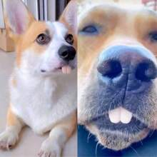 A Funny Dog Denture Rabbit Fangs Pet Accessory