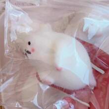 1pc 海豹与海狮捏捏仿真硅胶水泥手感爆裂减压道具