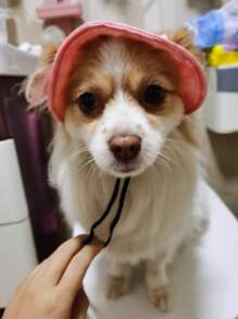 Customized Name Embroidered Dog Cap, Dog Sun Hat/Cap With Customized Name, Adjustable Dog Cap With Ear Holes, Gift For Pet Lovers Ornamental,Engraved Stylish,Fashion,Colorful,Vintage,Cute,Contracted,Cuties Custom,Unique,Customized,Personalized Pet For Anniversaries,For Birthdays - Multicolor - View 10