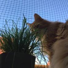 Widened Green Cat Balcony Net, 196.85*157.48 Inches - Anti-Bite Polyester, Easy To Install, Ensuring Pet Safety And Protection