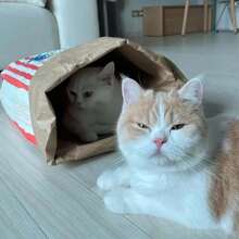 1pc Creatieve "Crispy Fresh" Papieren Popcorn Doos Papieren Zak Speelgoed, Geschikt Voor Katten En Honden - Karton, Stressverlichtend Puzzel Speelgoed, Geen Batterij Nodig, Binnen Katten Speelgoed