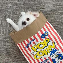1pc Creatieve "Crispy Fresh" Papieren Popcorn Doos Papieren Zak Speelgoed, Geschikt Voor Katten En Honden - Karton, Stressverlichtend Puzzel Speelgoed, Geen Batterij Nodig, Binnen Katten Speelgoed
