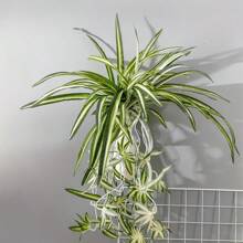 1pc Artificial Plant For Photography Props, Wedding Decor, Lifelike Ornament