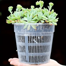 Încărcare 3 buc, ghiveci transparent pentru orhidee cu orificiu de scurgere, ghiveci din plastic respirabil cu fante pentru terasă interioară și exterioară