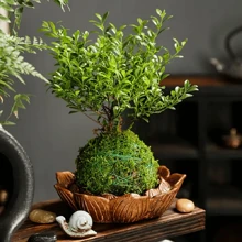 1/3 buc ghiveci elegant pentru briofite, bilă de mușchi, perfect pentru decorarea mesei, decorarea grădinii, amenajarea peisagistică microscopică, potrivit pentru plante de aer și granape.