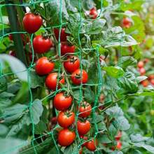 Red de Escalada de Jardín de Alta Calidad, Enrejado de Nylon Fuerte para Plantas Trepadoras, Flores de Luffa, Morning Glory, Pepino - Verde - Ver 5