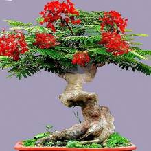 Bonsai Flamboyant Flame Tree Seeds To Grow 20 Seeds Delonix Regia, Prized Flowering Tropical Bonsai Tree Seeds - 20 seeds - View 2