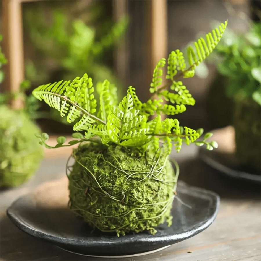 1/3 buc ghiveci elegant pentru briofite, bilă de mușchi, perfect pentru decorarea mesei, decorarea grădinii, amenajarea peisagistică microscopică, potrivit pentru plante de aer și granape.