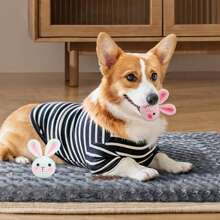 Kit de crochet Jeslon pour débutants, kits d'animaux au crochet, kit de crochet amigurumi pour les débutants, apprenez à crocheter avec des tutoriels vidéo étape par étape, kit de crochet pour débutants pour adultes - petit lapin