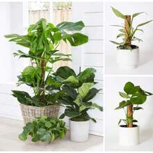 30/40/50cm Soporte de Cocos para Plantas Tótem de Fibra de Coco  para Jardinería, Varilla de Coco para Plantas Trepadoras, Enredaderas y Crecientes - 30 cm - Ver 7