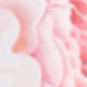 Roses Aroma