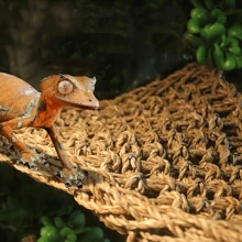 1pc Reptile Hammock Climbing Toy,Linen Reptile Hammock, Comfortable Lizard Lounger Climbing Toy, For Bearded Dragons And Other Reptiles, With Hermit Crab And Small Animal Hanging Bed,Natural Rattan Woven Hammock Mat For Reptiles And Small Pets