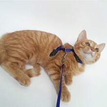 猫牵引绳 - 舒适的户外猫散步背带套装 - 适合迷你犬，交叉猫牵引绳 - 猫背带 - 彩色 - 查看 2