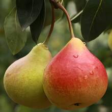 Pear Tree Fruit Seeds With High Growth And Germination Rates, Rich In Vitamins, Sweet And Delicious, Used For Planting In Outdoor Gardens - 100 - 查看 3