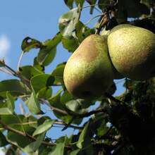 Pear Tree Fruit Seeds With High Growth And Germination Rates, Rich In Vitamins, Sweet And Delicious, Used For Planting In Outdoor Gardens - 100 - 查看 4