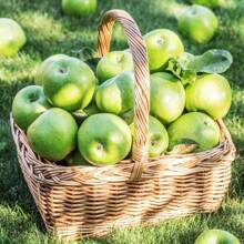 200pcs Of Apple Tree Seeds Suitable For Outdoor Planting - 200PCS - View 2