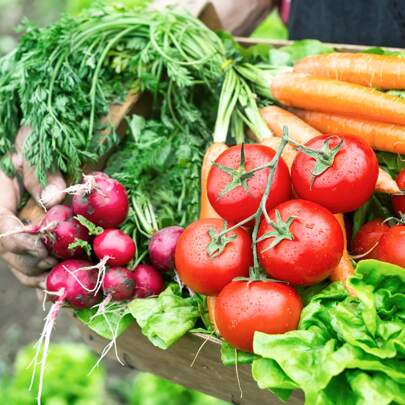 21 Organic Vegetable Seeds, 7000 Heritage Seed Gift Packs, Non-GMO Vegetable Seed Starting Kits, Indoor And Outdoor Planting, Home Fresh Food Vegetabl